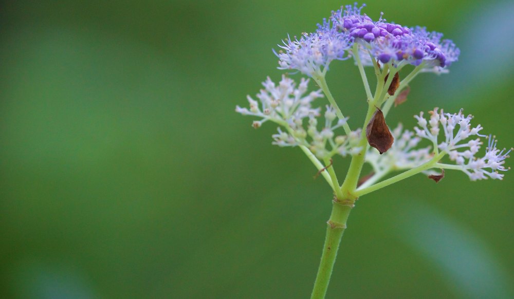 八王子のオアシス・小宮公園の写真6