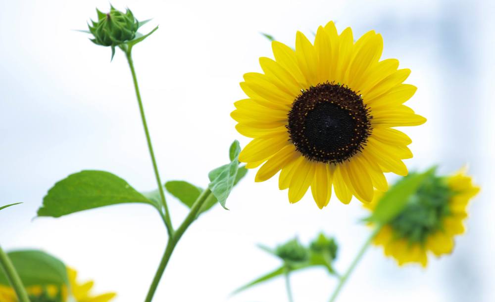 八王子のオアシス・小宮公園の写真7