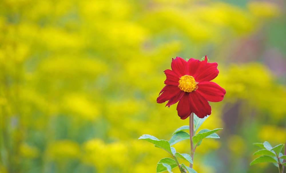 八王子のオアシス・小宮公園の写真8