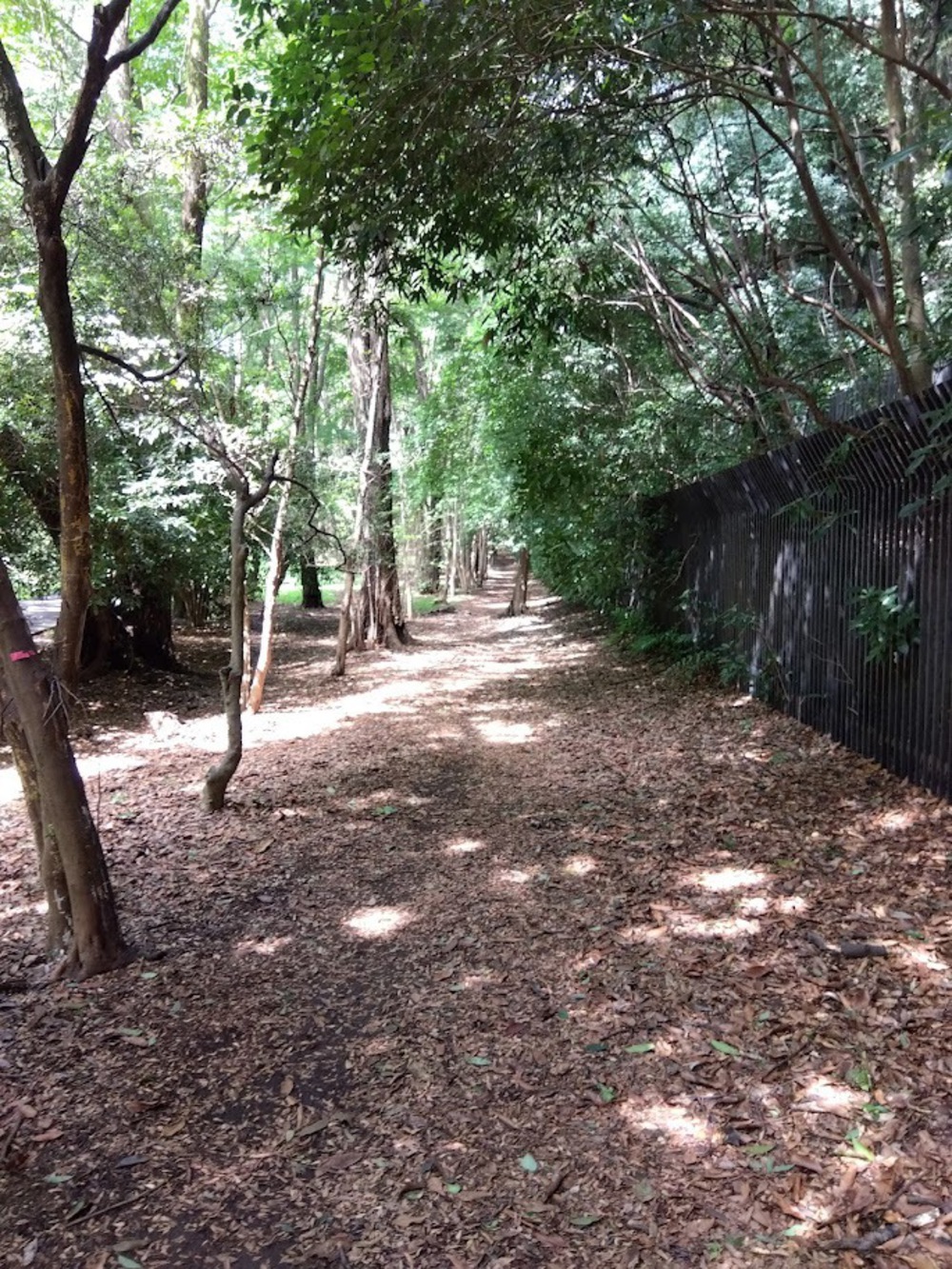 代々木公園クロカンコースの写真3