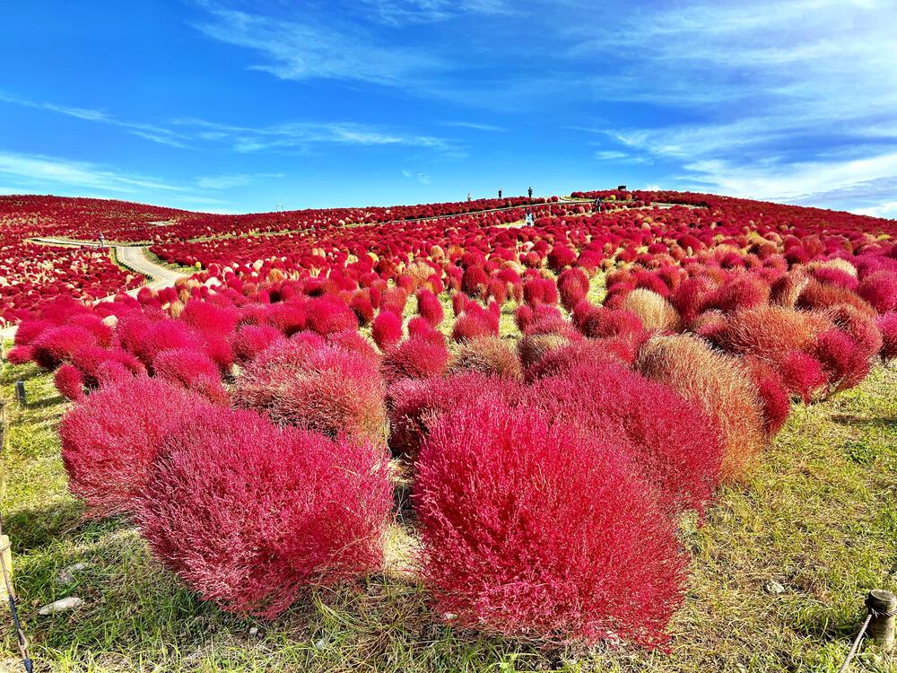 ランナーだから出来る、世界の絶景独り占め【コキア編】の写真3