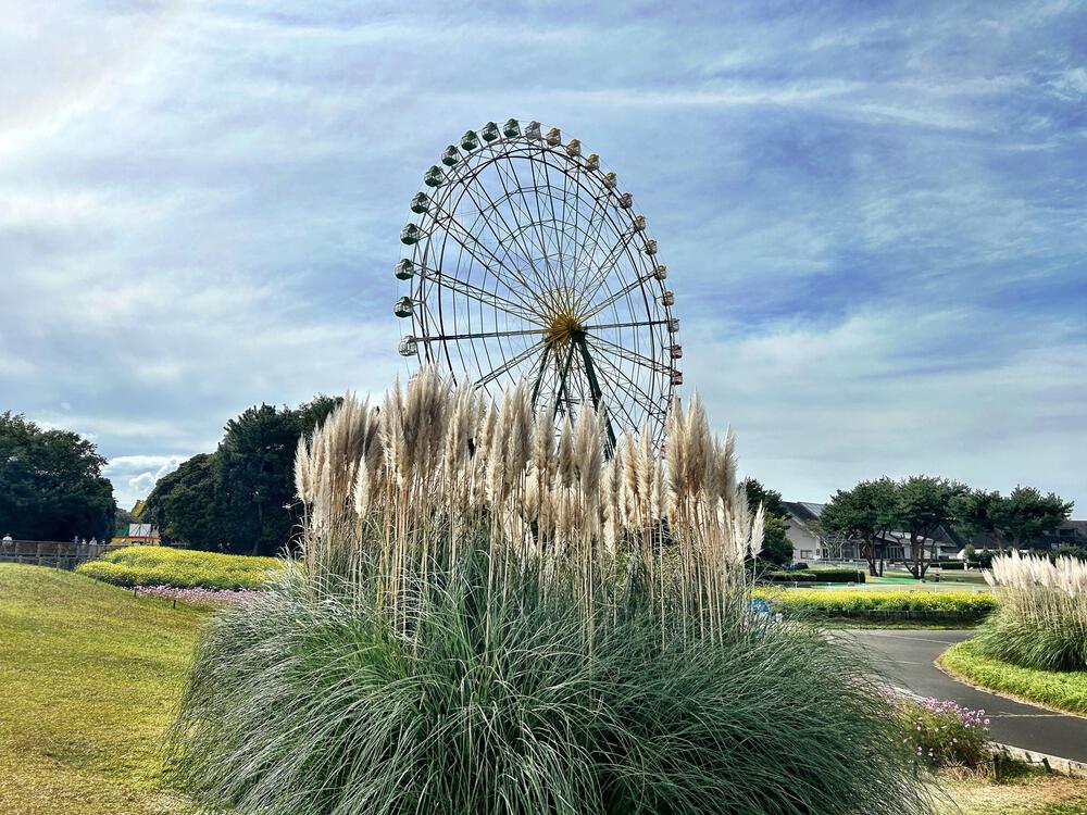 ランナーだから出来る、世界の絶景独り占め【コキア編】の写真7