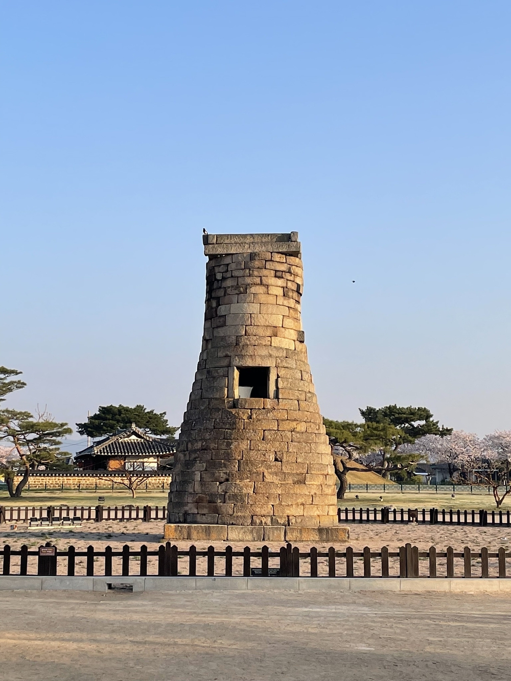 慶州観桜ランの写真3