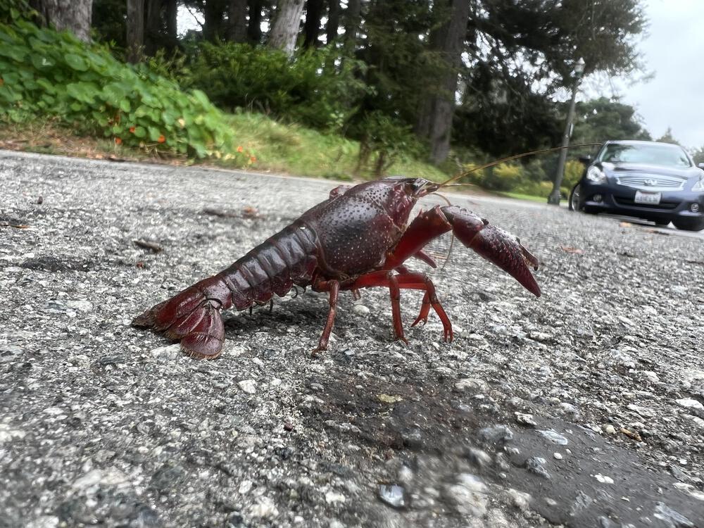 全米一の広さを誇る都市公園「ゴールデン・ゲート・パーク」の写真7