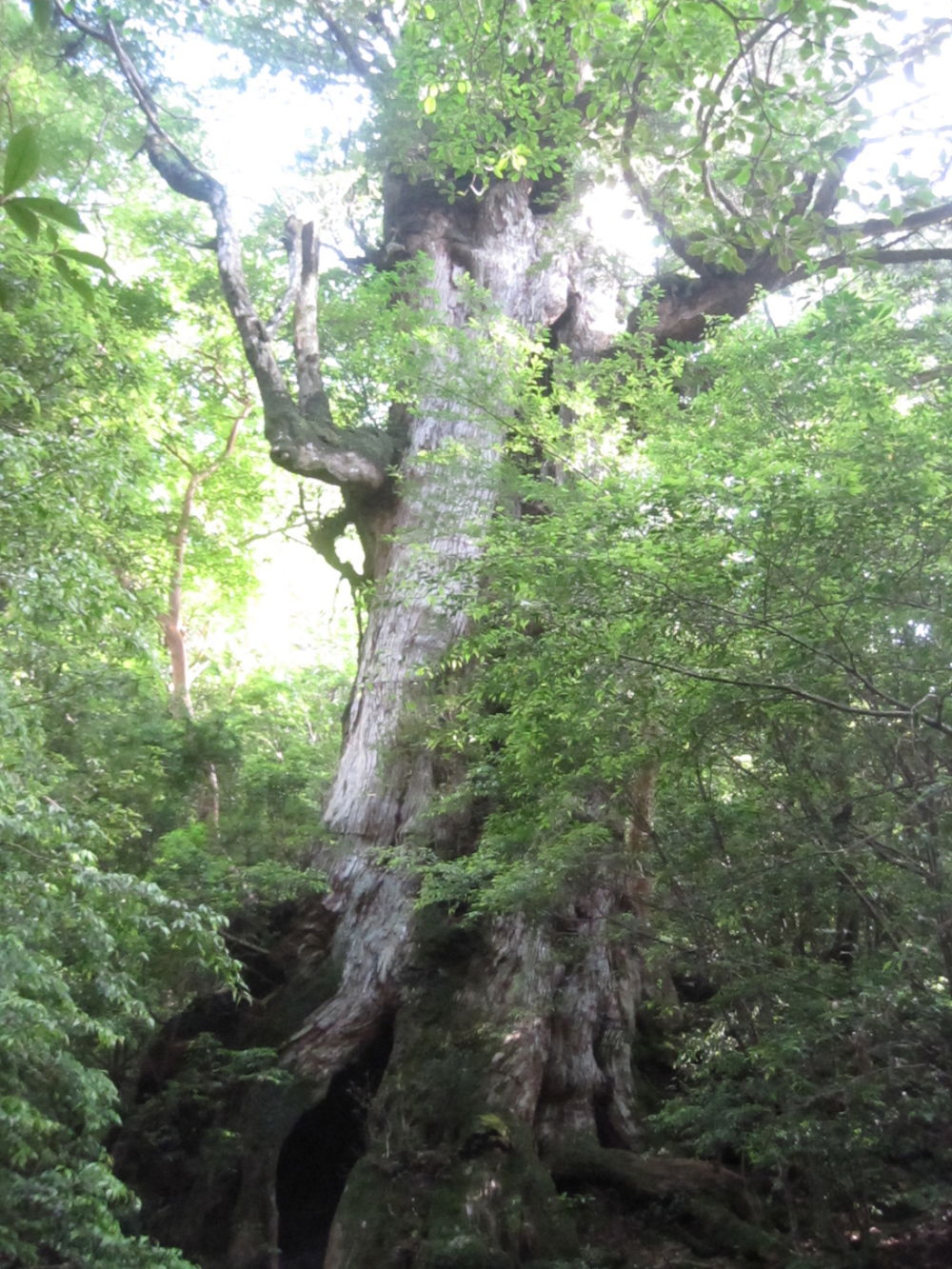 世界遺産・屋久島・縄文杉・宮之浦岳を制覇の写真6