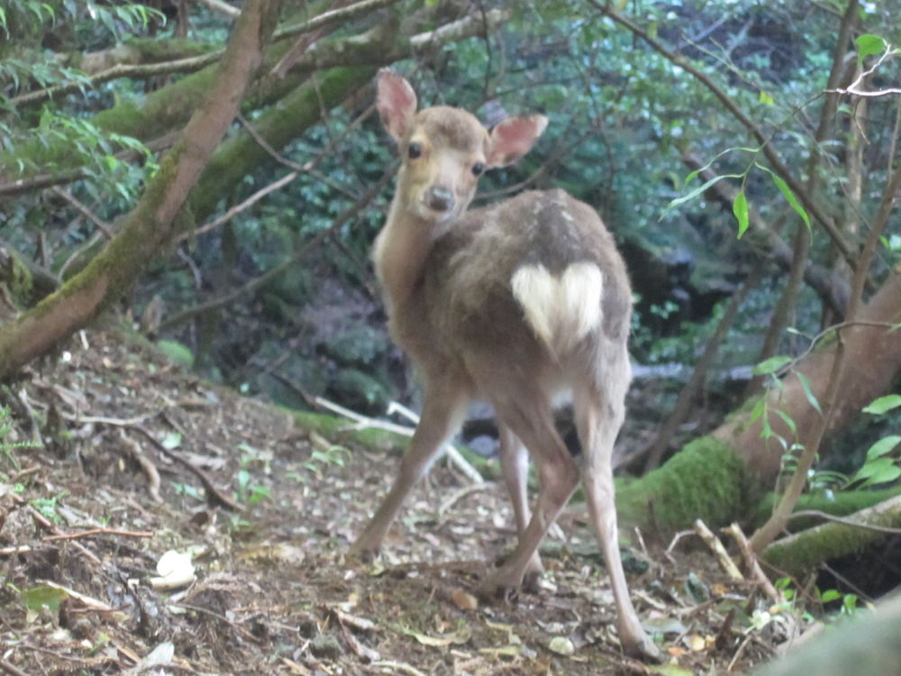 世界遺産・屋久島・縄文杉・宮之浦岳を制覇の写真8