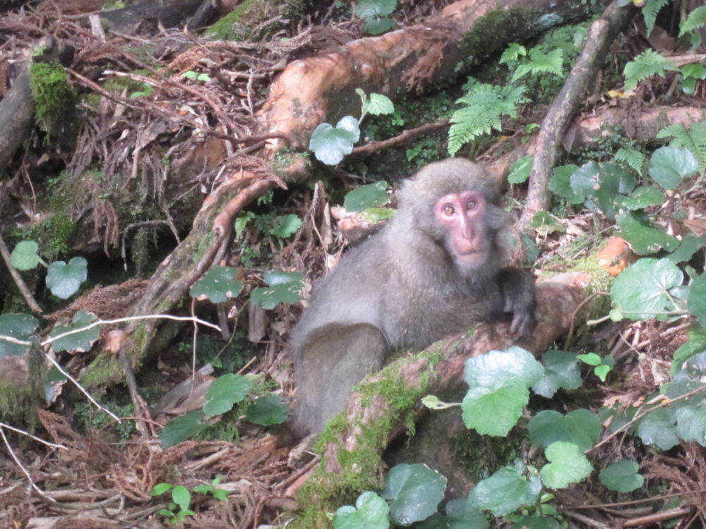 世界遺産・屋久島・縄文杉・宮之浦岳を制覇の写真9