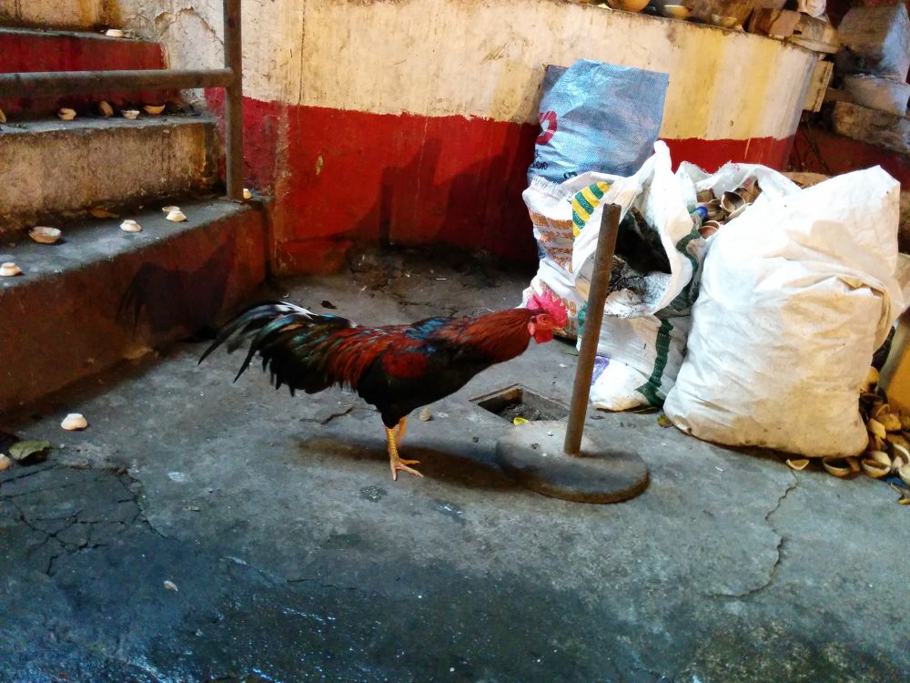 バトゥ洞窟・ヒンドゥーの聖地で修行ランの写真7