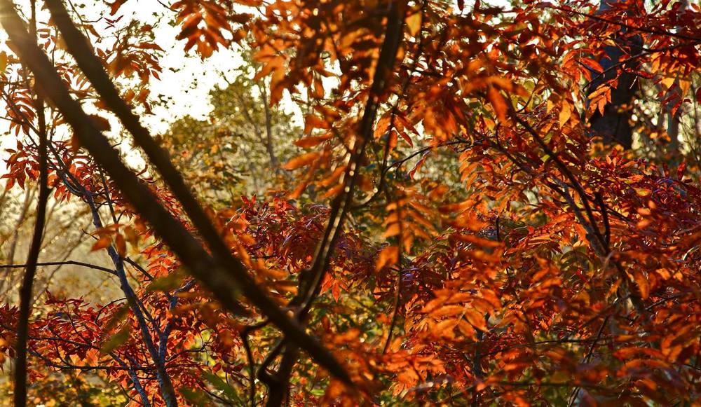 風霜高潔・至仏山の写真6