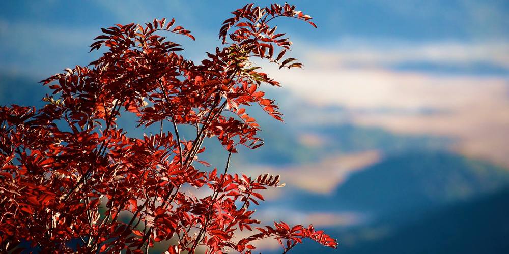 風霜高潔・至仏山の写真7