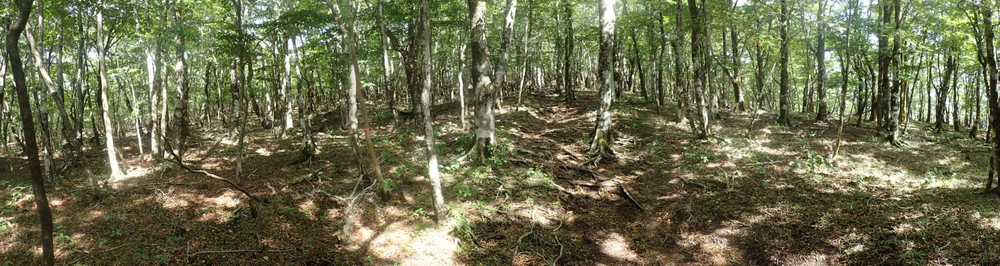 山中湖からのトレイルラン17km&温泉の写真3