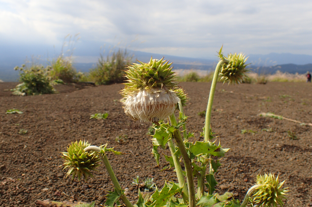 山中湖からのトレイルラン17km&温泉の写真5