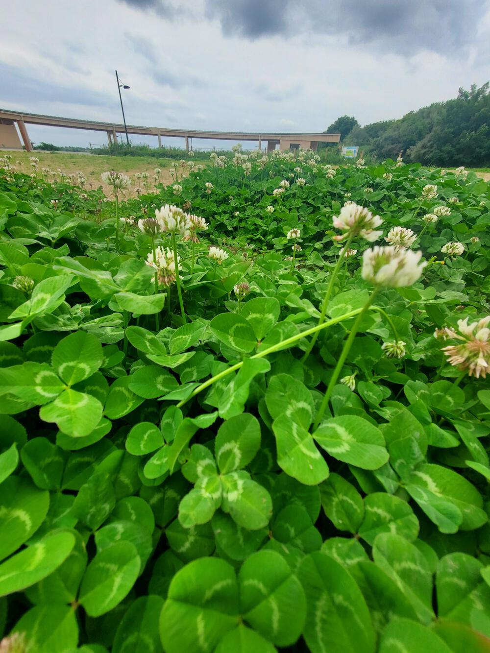 菊川橋からゲートブリッジを通って海の森公園の写真3