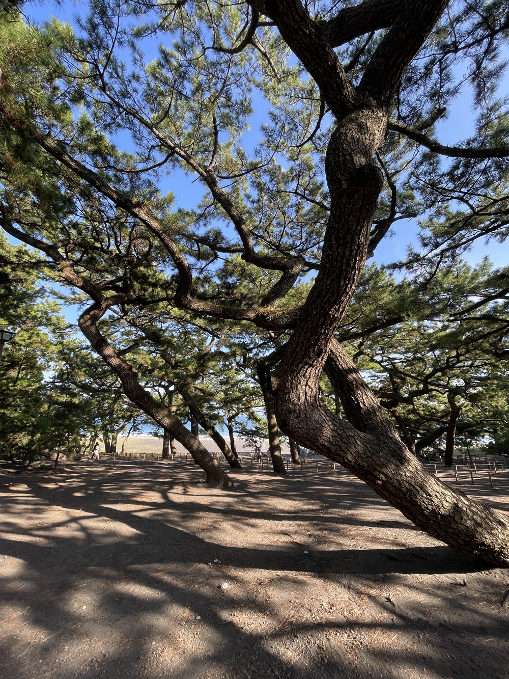 広重と共にRUN 美保の松原の写真3