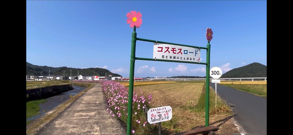 岩美町コスモスロードの写真5