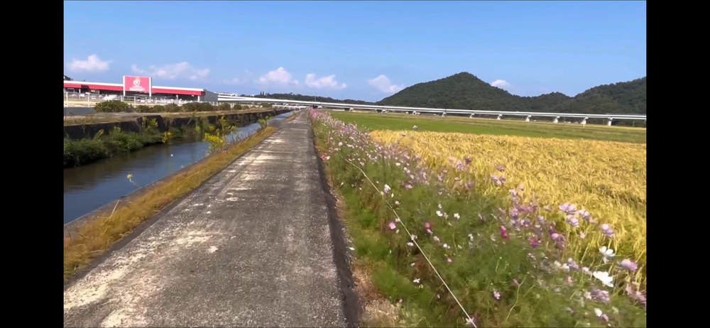 岩美町コスモスロードの写真6