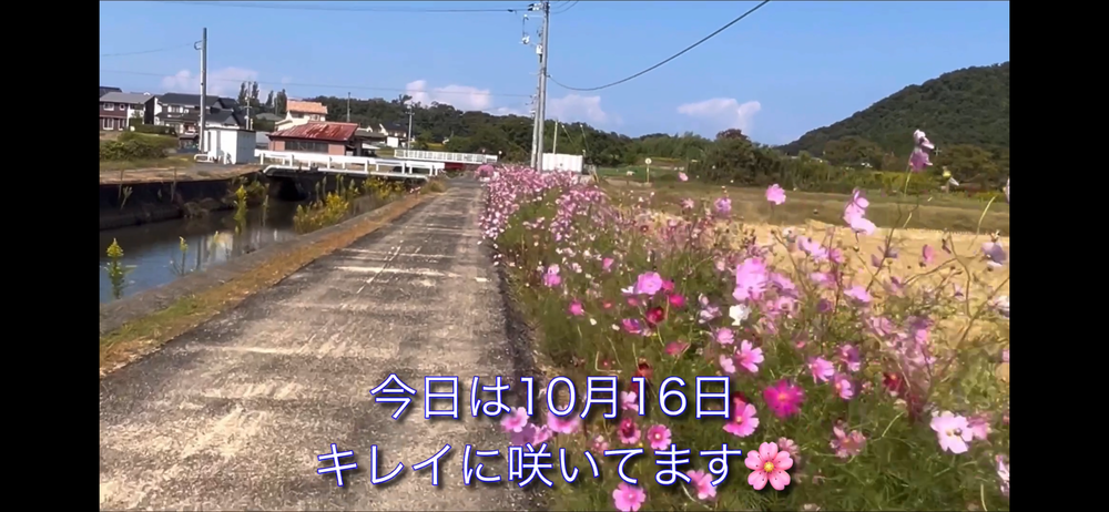 岩美町コスモスロードの写真7