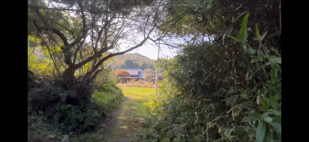 岩美町コスモスロードの写真12