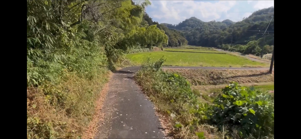 岩美町コスモスロードの写真13