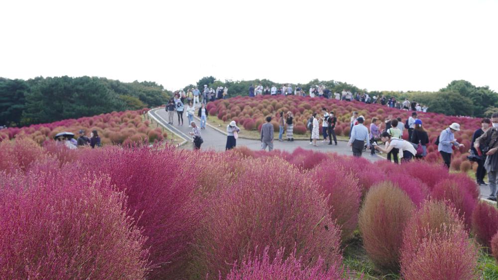 【茨城】季節感抜群ッ！赤く染まるコキアの中で秋ランニングの写真3