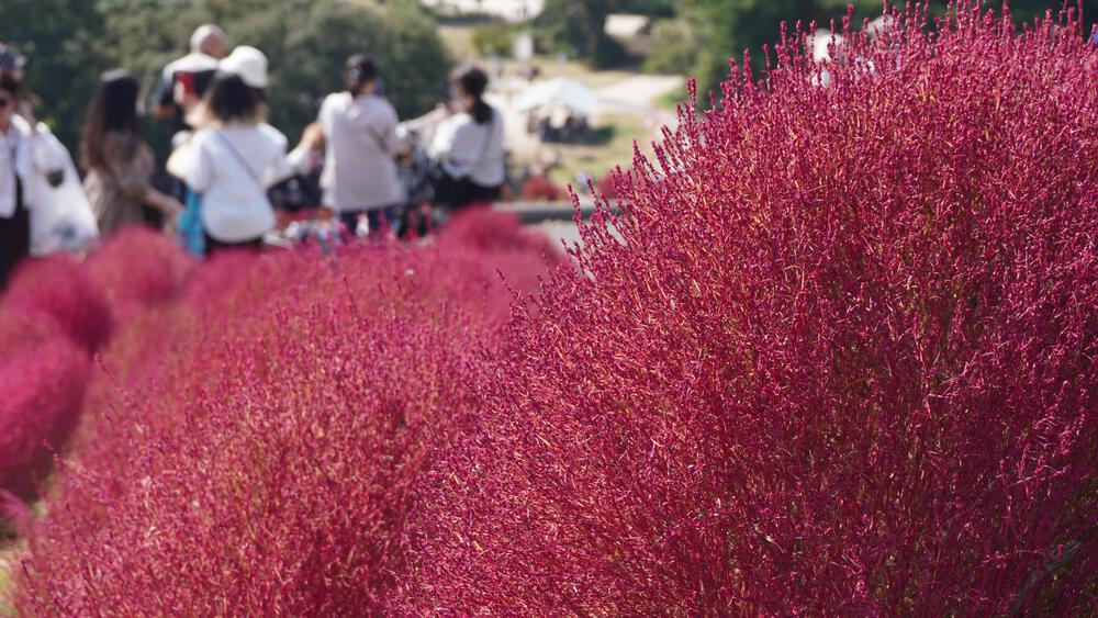 【茨城】季節感抜群ッ！赤く染まるコキアの中で秋ランニングの写真4