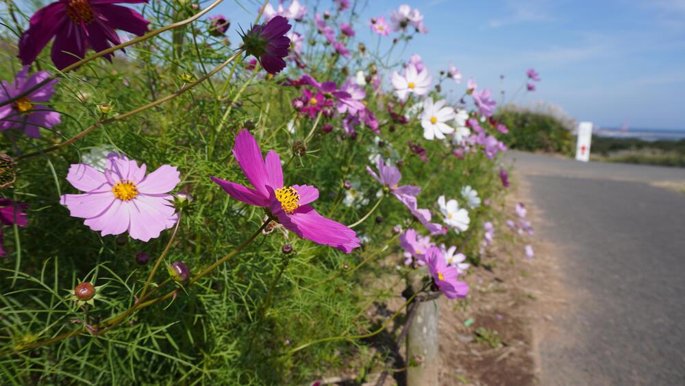 【茨城】季節感抜群ッ！赤く染まるコキアの中で秋ランニングの写真5