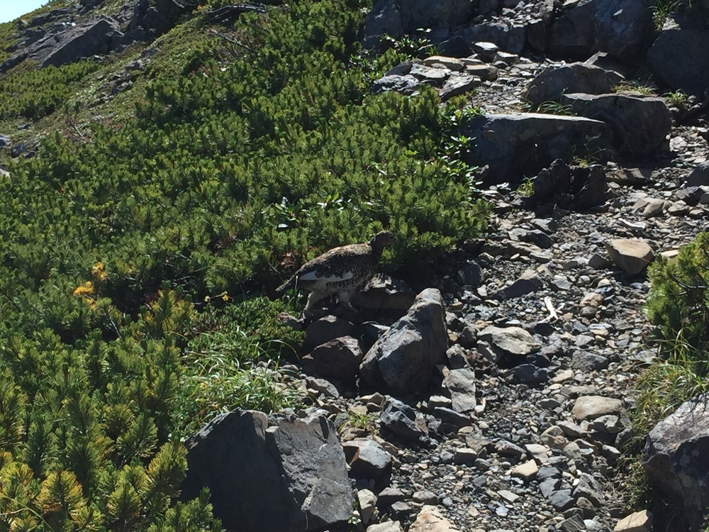大展望が楽しめる 「赤石岳、悪沢岳」の写真7