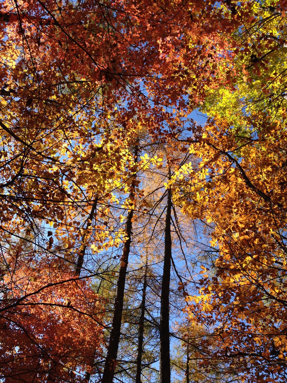 お手軽日帰り百名山２座（金峰山、瑞牆山）の写真6