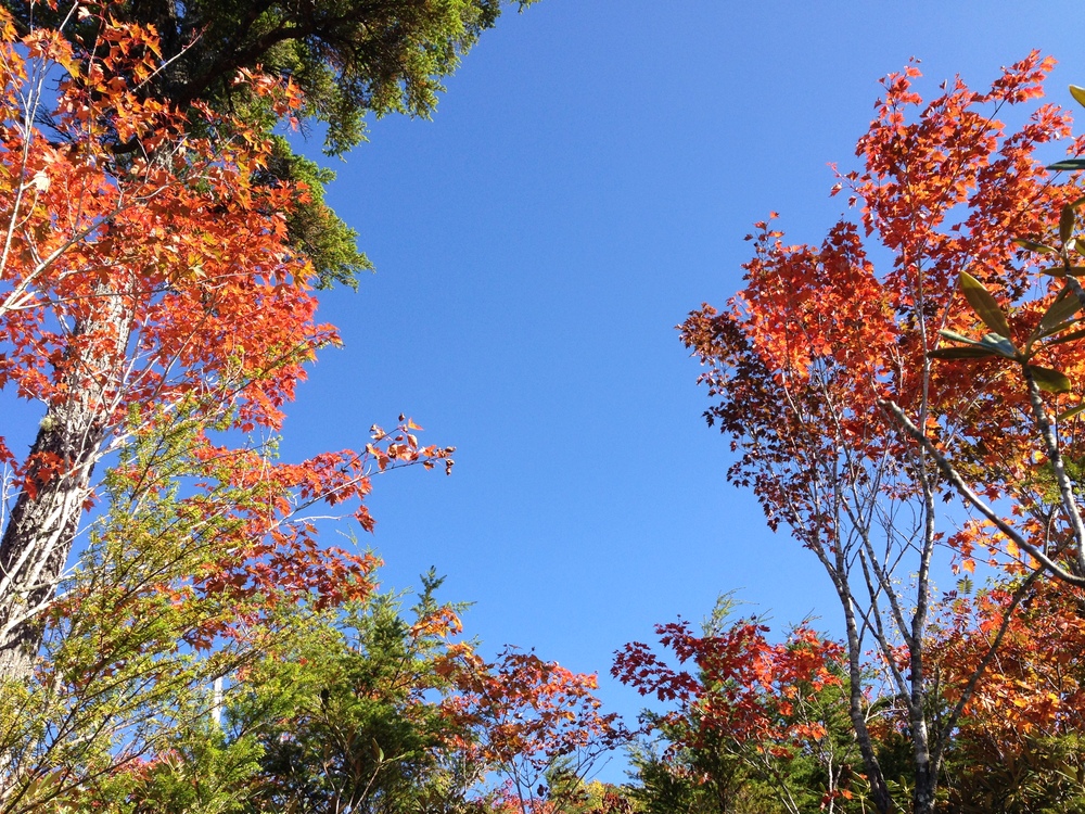 甲武信ヶ岳の写真3
