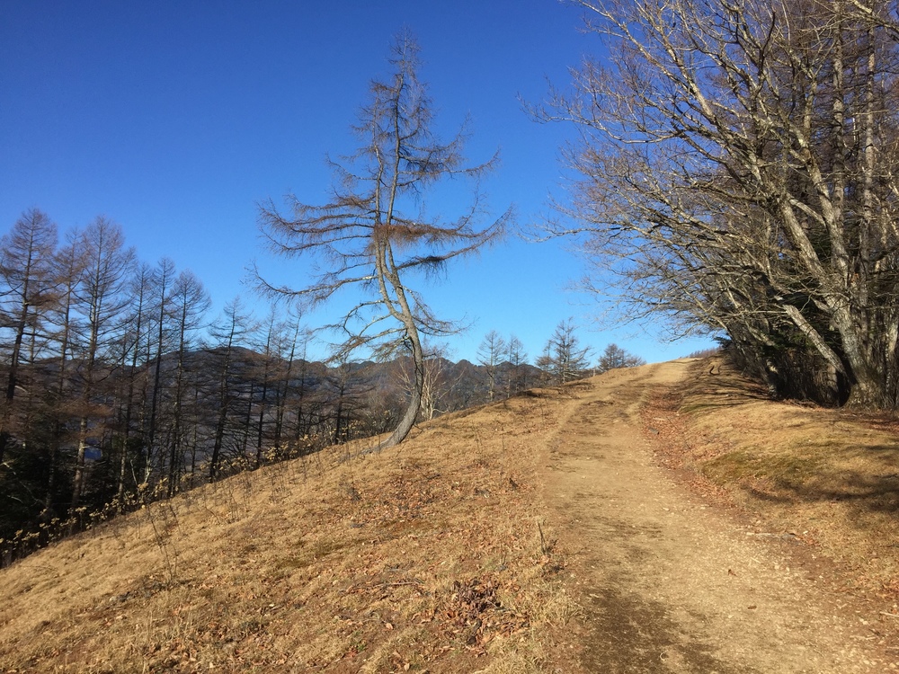 走りやすいです！雲取山！！の写真4