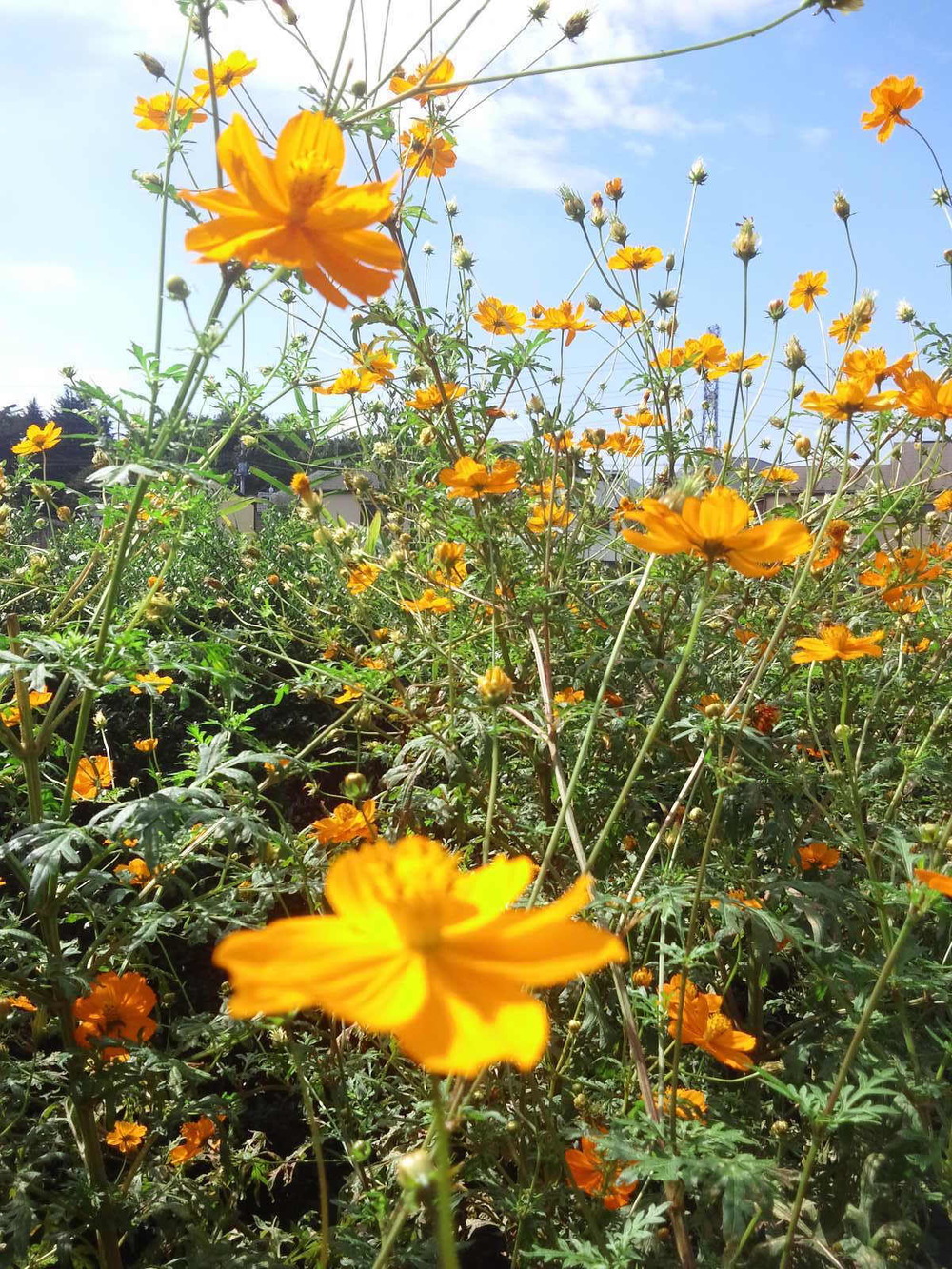 多摩湖自転車道ＲＵＮ　ハーフの写真9