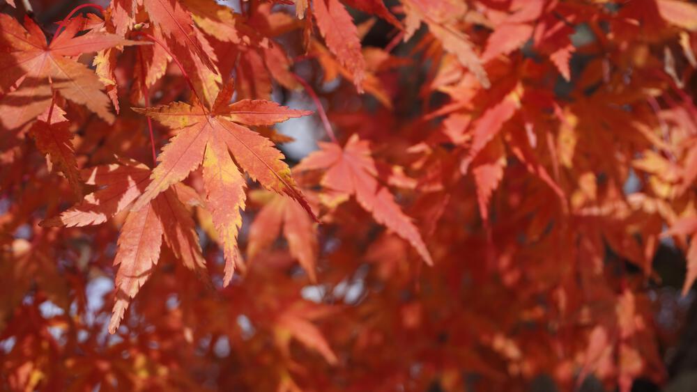【紅葉の日光】いろは坂で紅葉の領域展開の写真6
