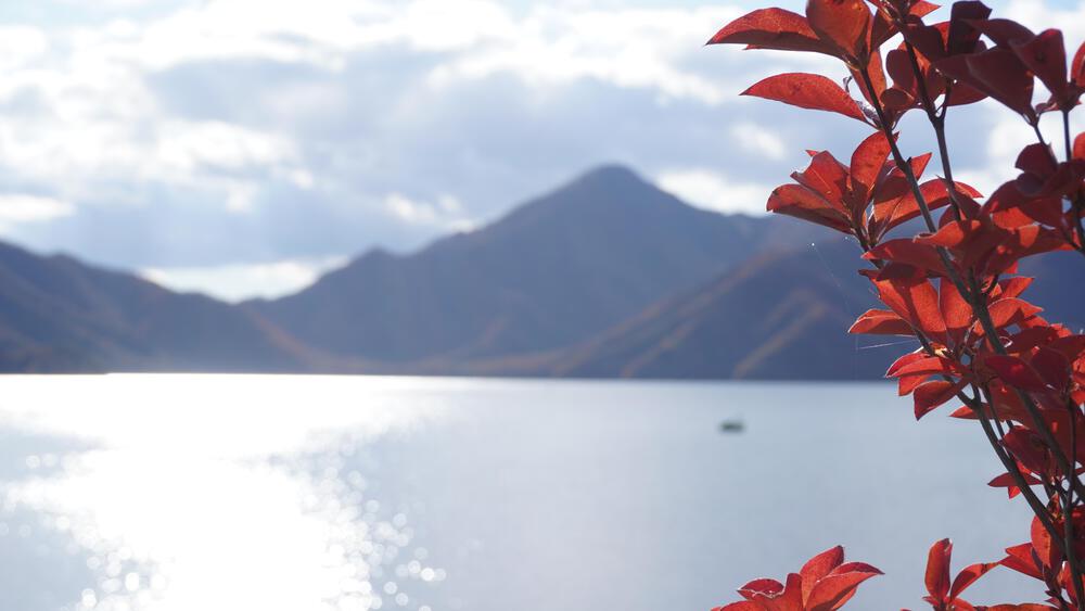 【紅葉の日光】いろは坂で紅葉の領域展開の写真8