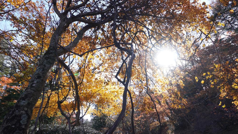 【紅葉の日光】9時間で日光の絶景スポットをコンプリート、最高すぎる旅ランの写真5