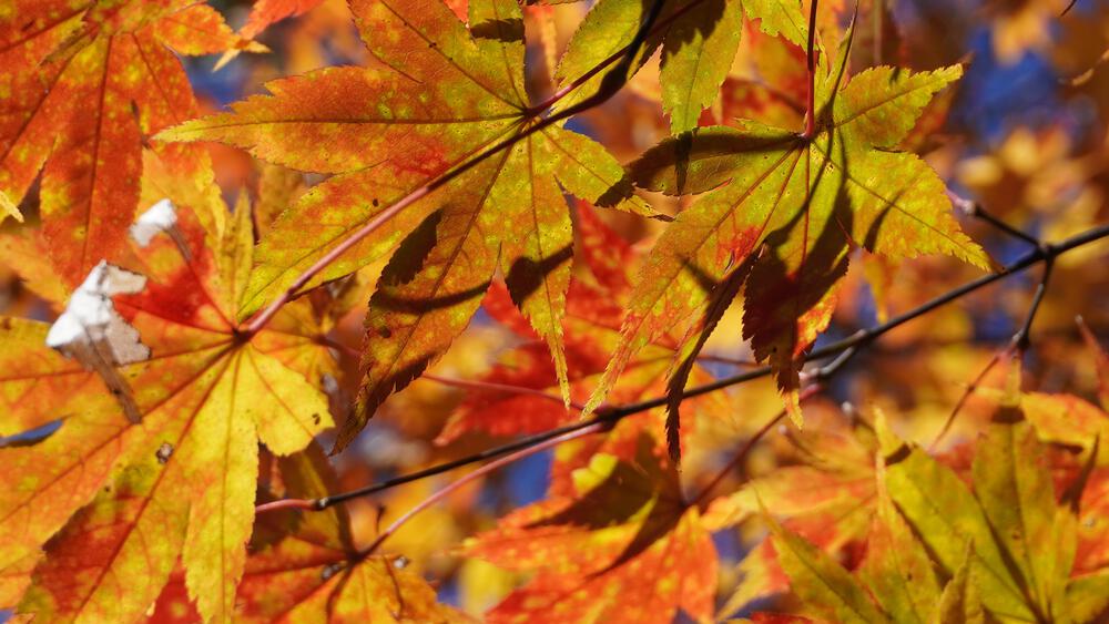 【紅葉の日光】9時間で日光の絶景スポットをコンプリート、最高すぎる旅ランの写真6