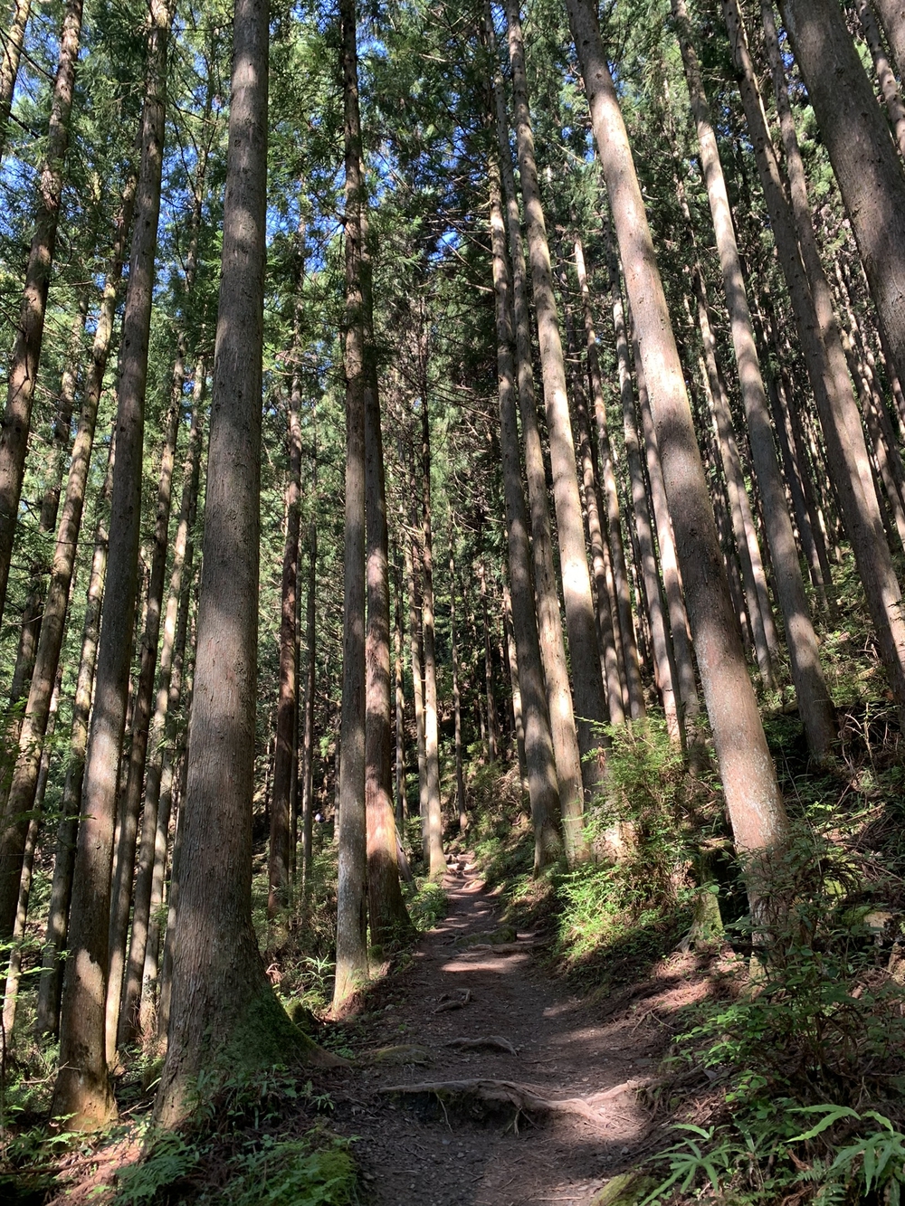 【トレイル】奥武蔵　白谷沢滝滝滝〜棒ノ折山周回の写真5