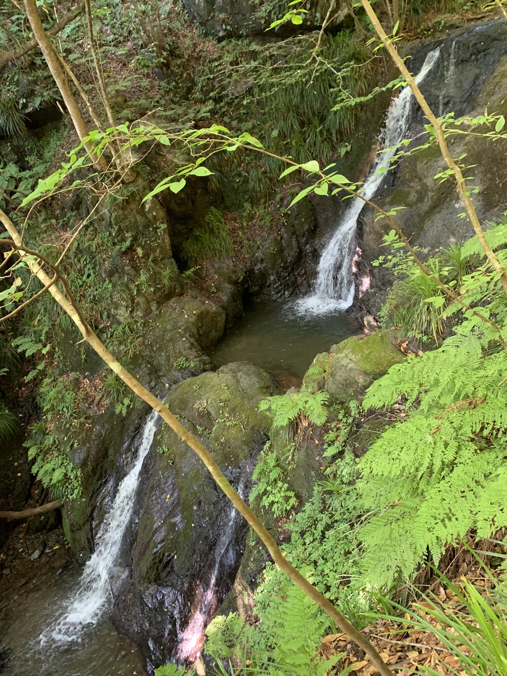 【トレイル】奥武蔵　白谷沢滝滝滝〜棒ノ折山周回の写真6