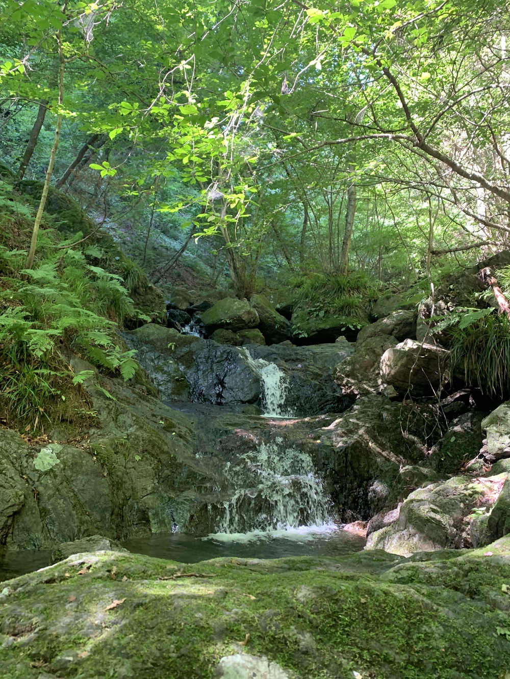 【トレイル】奥武蔵　白谷沢滝滝滝〜棒ノ折山周回の写真8