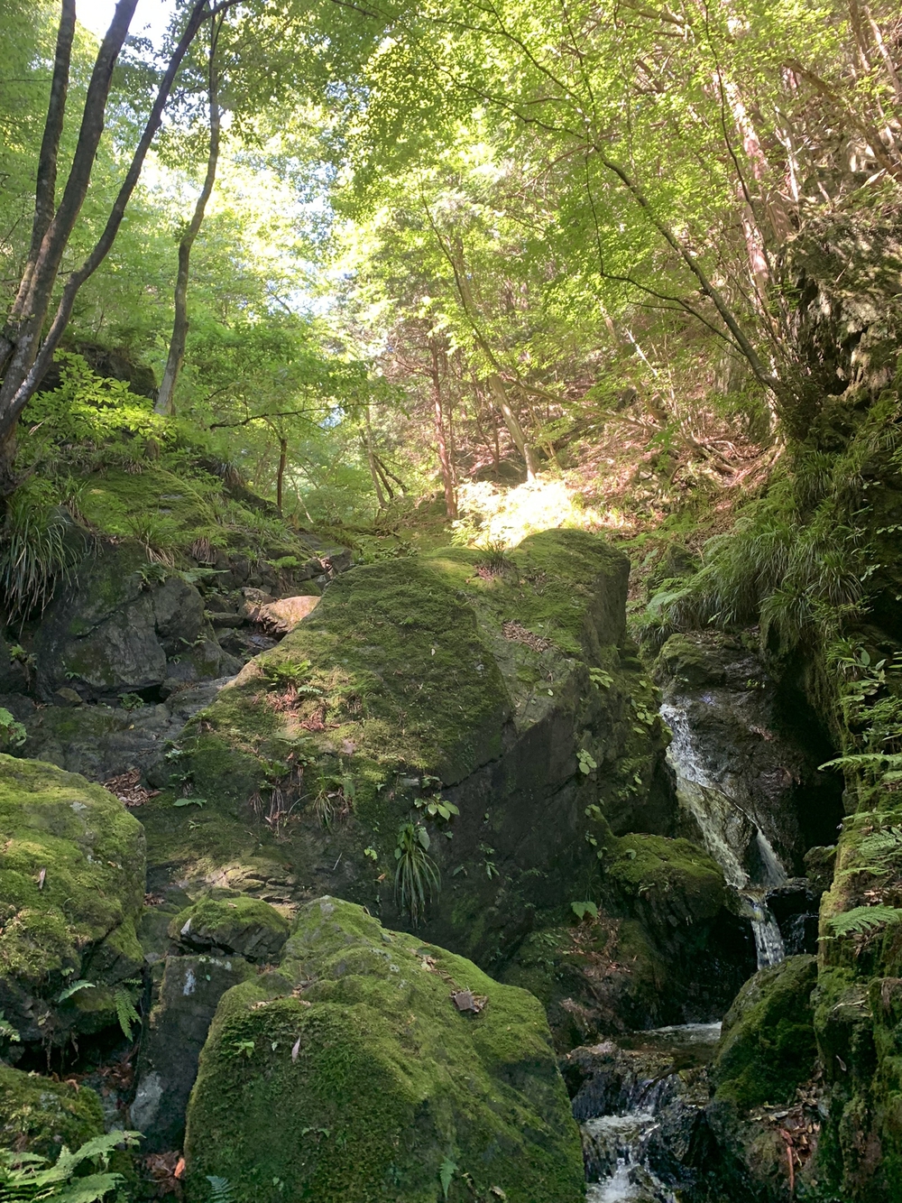 【トレイル】奥武蔵　白谷沢滝滝滝〜棒ノ折山周回の写真10