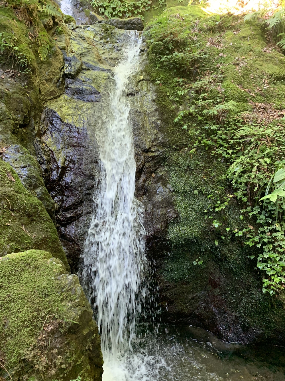 【トレイル】奥武蔵　白谷沢滝滝滝〜棒ノ折山周回の写真11