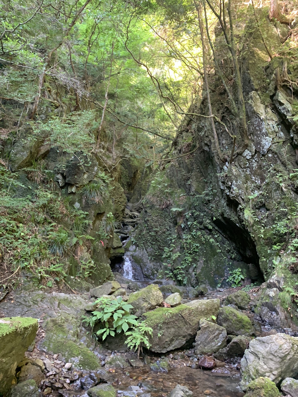 【トレイル】奥武蔵　白谷沢滝滝滝〜棒ノ折山周回の写真12
