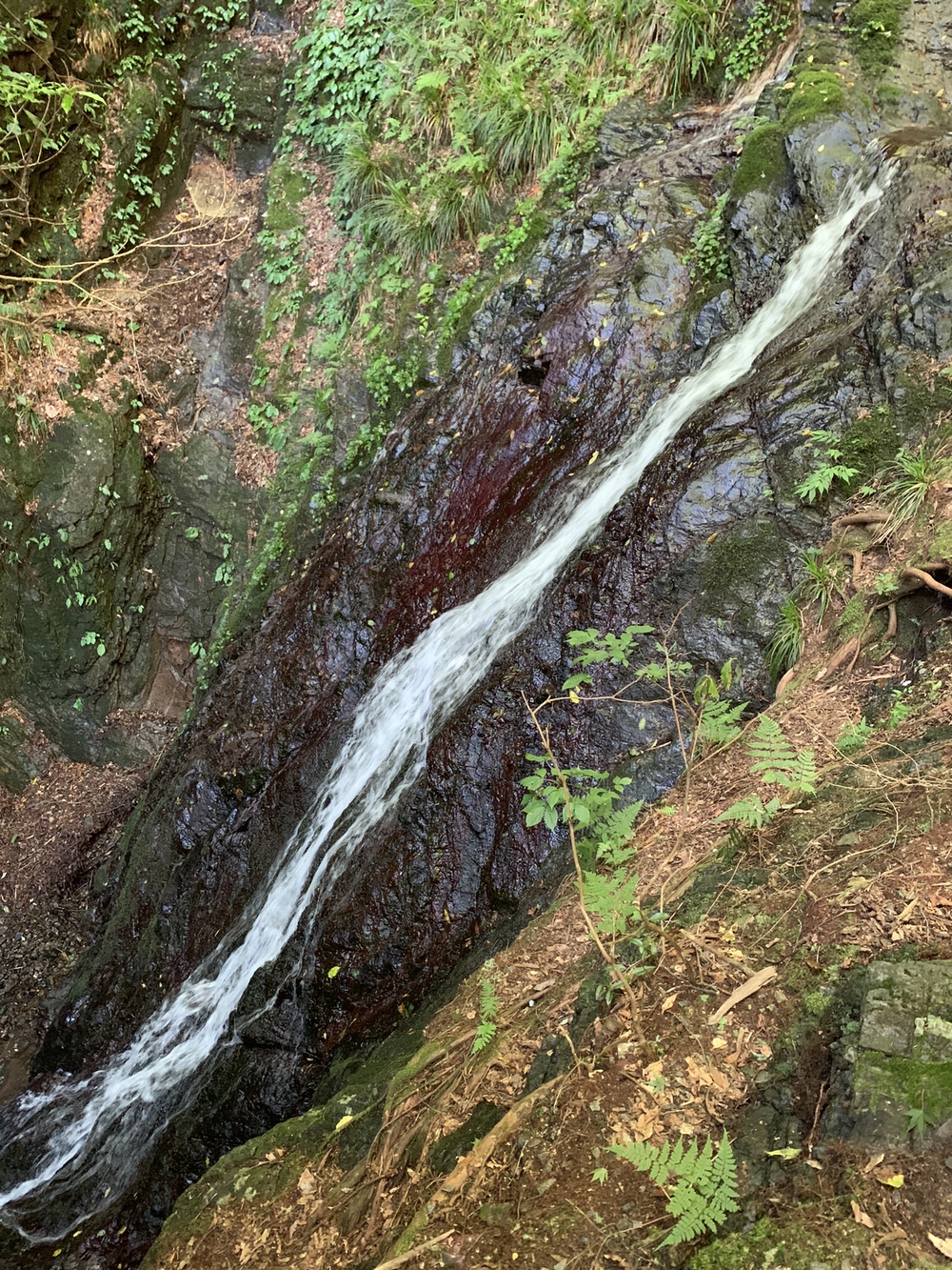 【トレイル】奥武蔵　白谷沢滝滝滝〜棒ノ折山周回の写真15