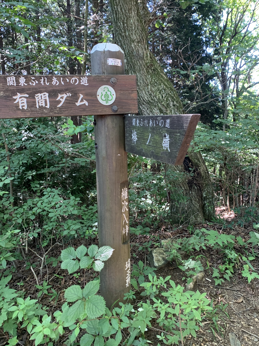 【トレイル】奥武蔵　白谷沢滝滝滝〜棒ノ折山周回の写真19