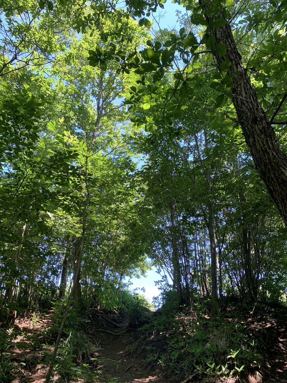 【トレイル】奥武蔵　白谷沢滝滝滝〜棒ノ折山周回の写真20