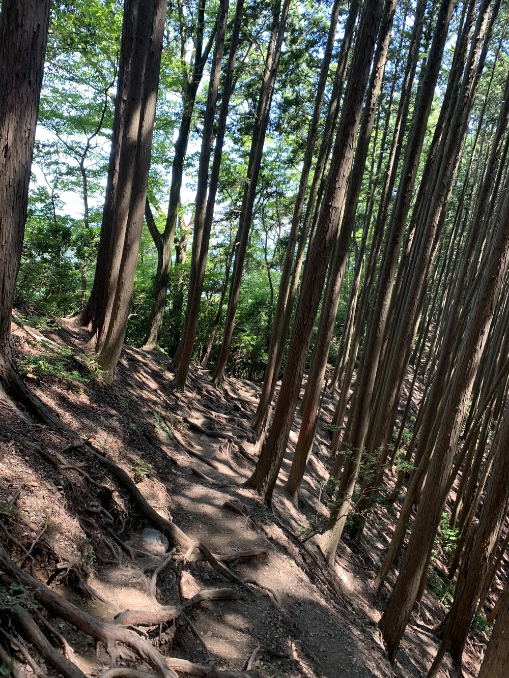【トレイル】奥武蔵　白谷沢滝滝滝〜棒ノ折山周回の写真23