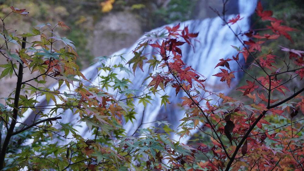 【茨城の紅葉、動画あり】袋田の滝と永源寺で紅葉の領域展開、駅からランニングで行けるアクセス良好の紅葉スポットの写真6