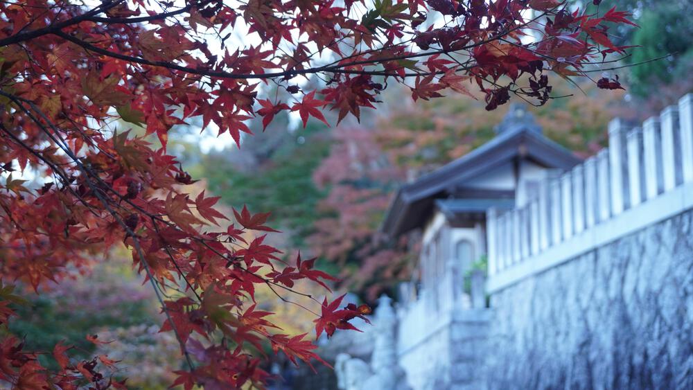【茨城の紅葉、動画あり】袋田の滝と永源寺で紅葉の領域展開、駅からランニングで行けるアクセス良好の紅葉スポットの写真8