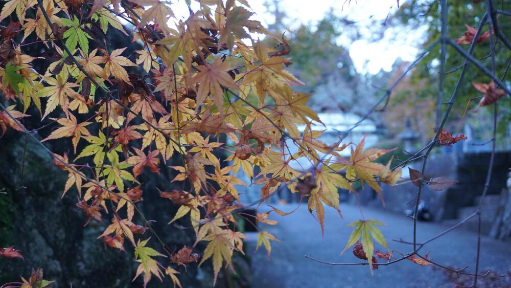 【茨城の紅葉、動画あり】袋田の滝と永源寺で紅葉の領域展開、駅からランニングで行けるアクセス良好の紅葉スポットの写真9