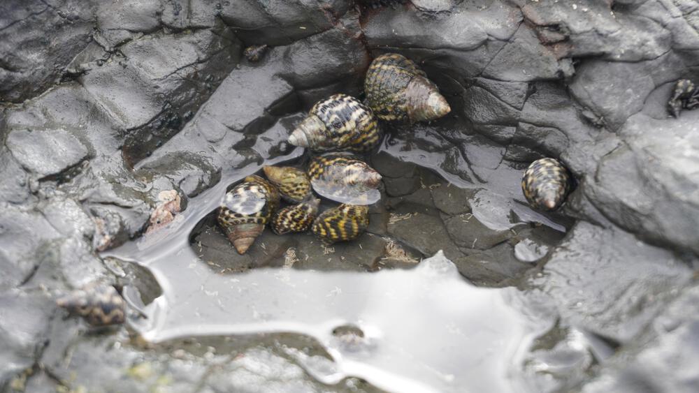 【和歌山、動画あり】紀伊半島南端の絶景、橋杭岩は奇岩だけじゃぁなく美しい太平洋も見ものの写真4