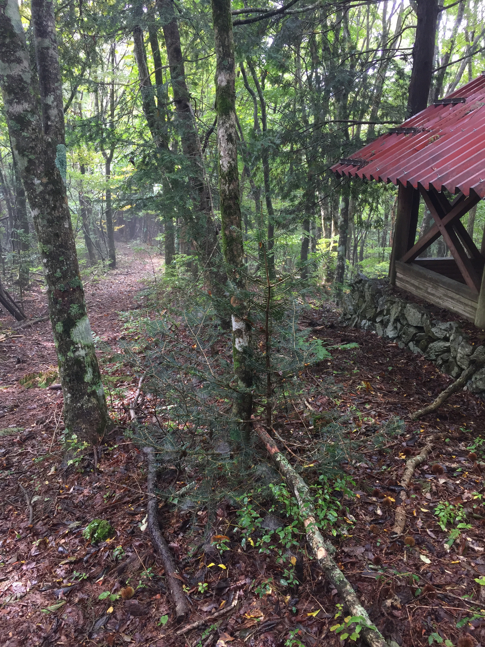 井川自然の家トレイル 8㎞の写真6